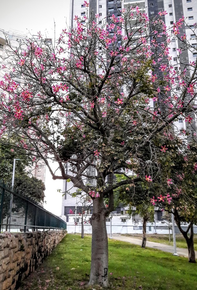 Image of Ceiba speciosa specimen.