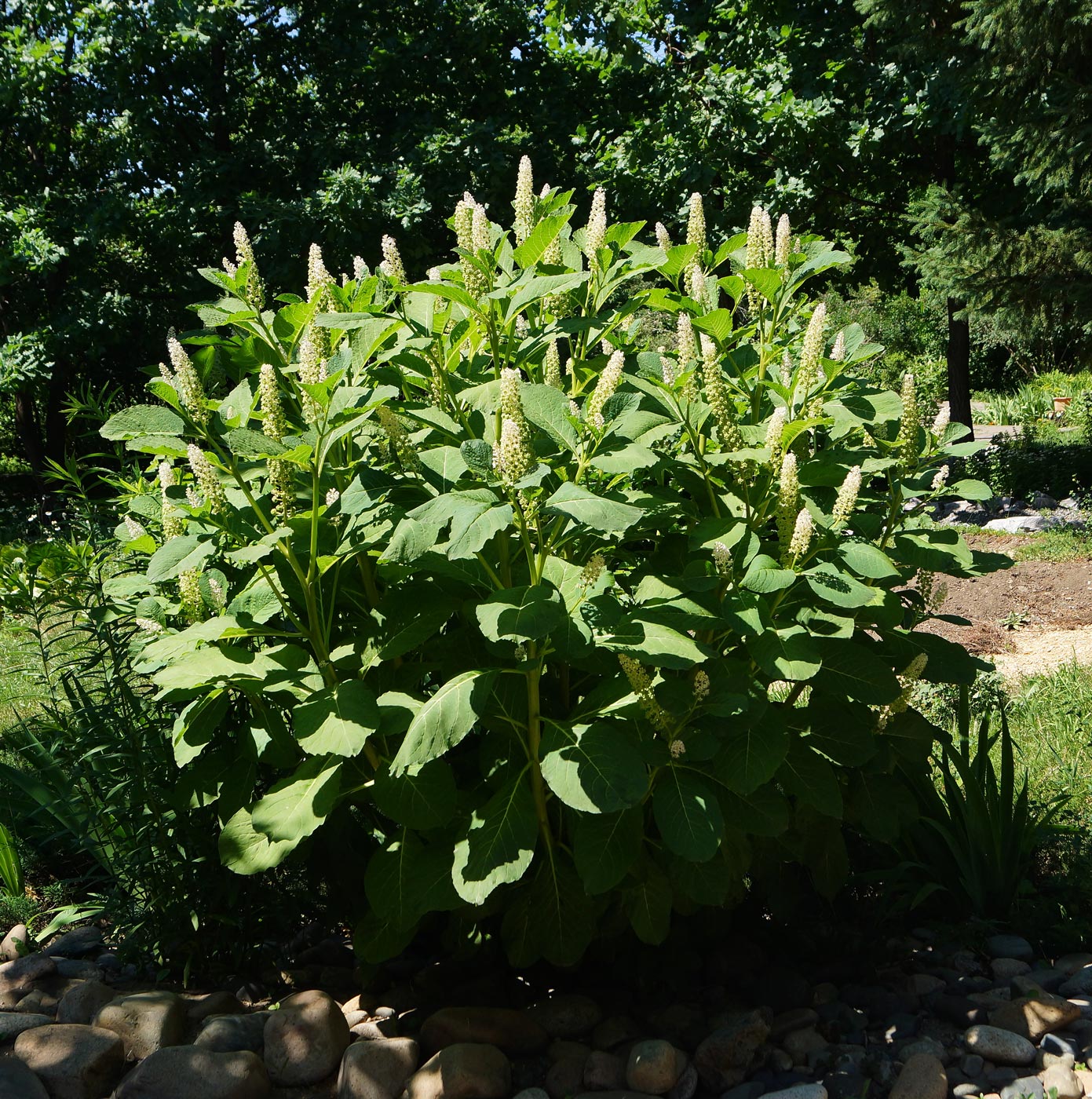 Image of Phytolacca acinosa specimen.