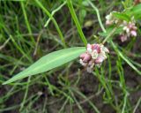 Persicaria lapathifolia. Побег с соцветием. Якутия, Мирнинский р-н, окр. пос. Светлый, пойма р. Вилюй. 10.08.2009.