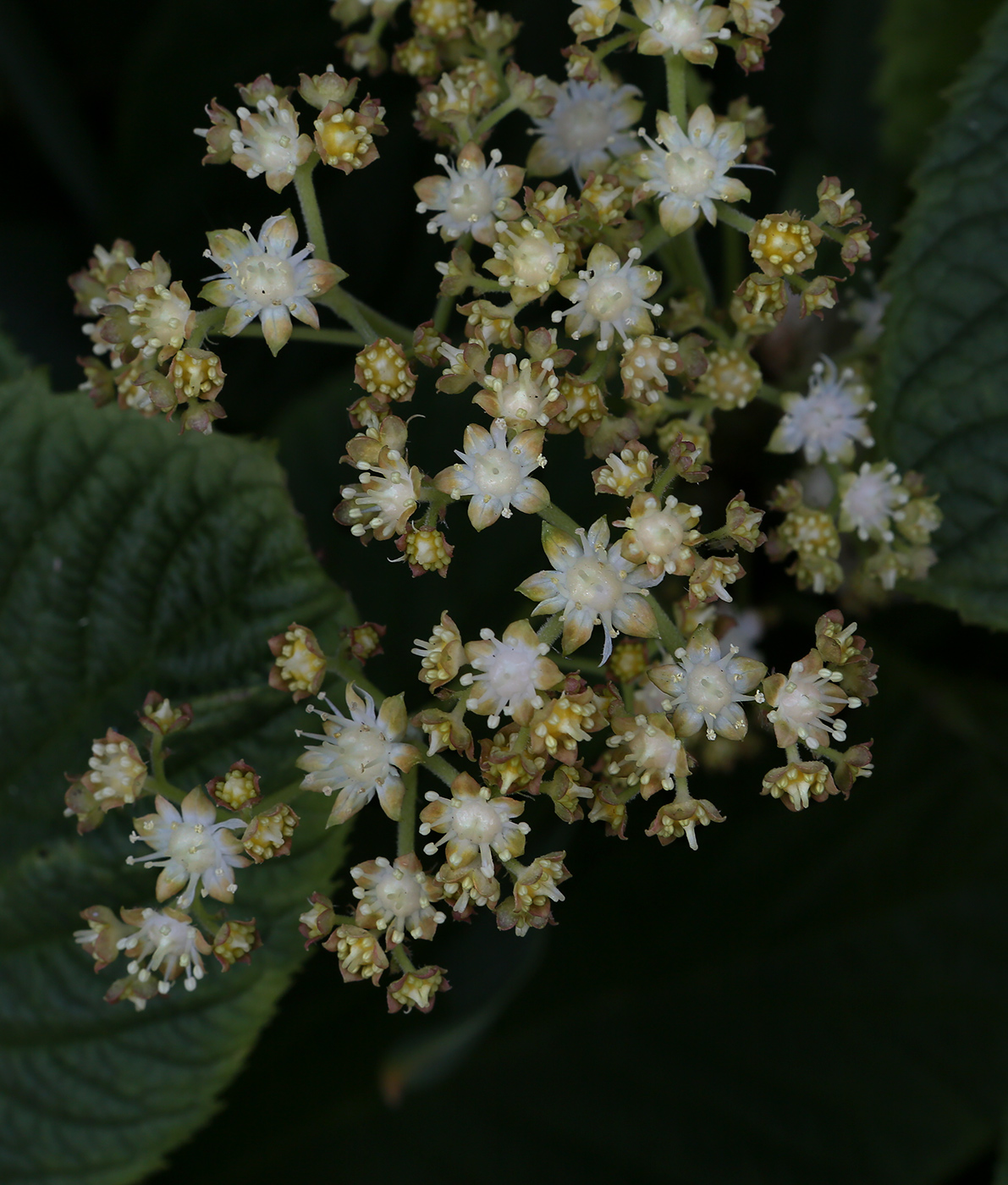 Image of Rodgersia aesculifolia specimen.