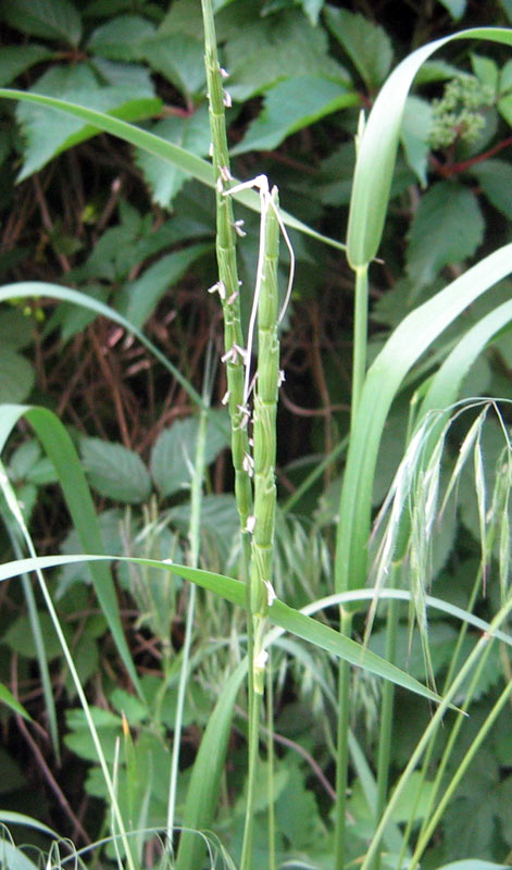 Изображение особи Aegilops cylindrica.