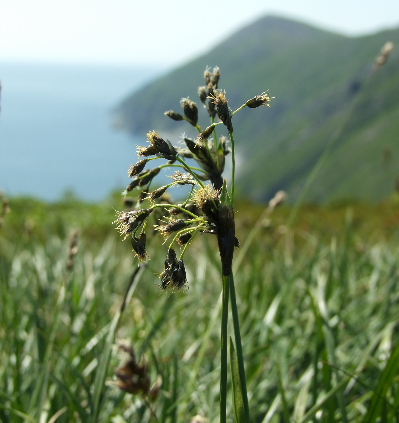 Image of Scirpus maximowiczii specimen.