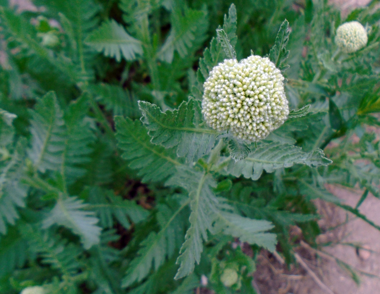 Image of Achillea filipendulina specimen.