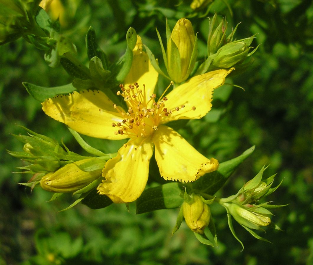 Image of Hypericum perforatum specimen.