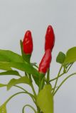 Capsicum annuum