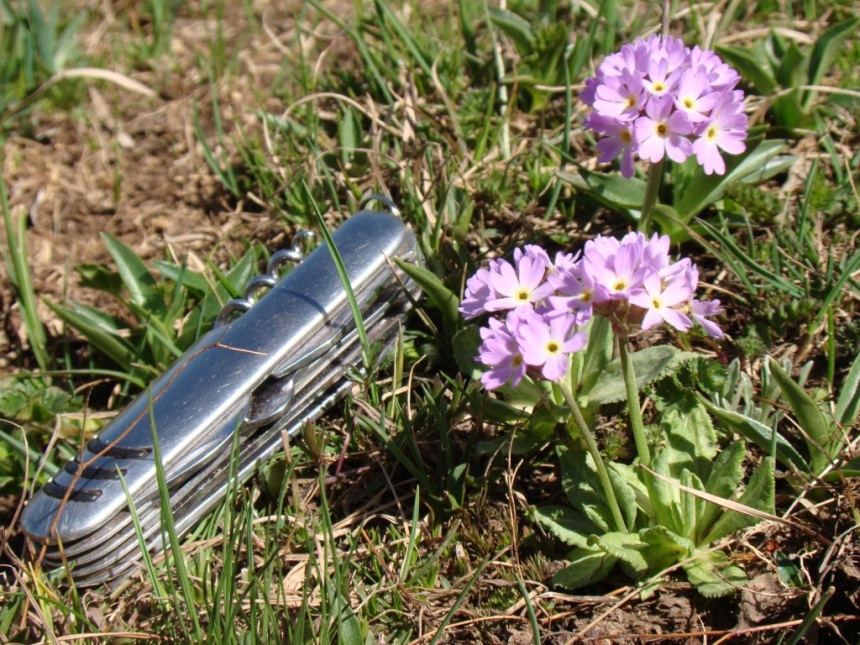 Image of Primula algida specimen.