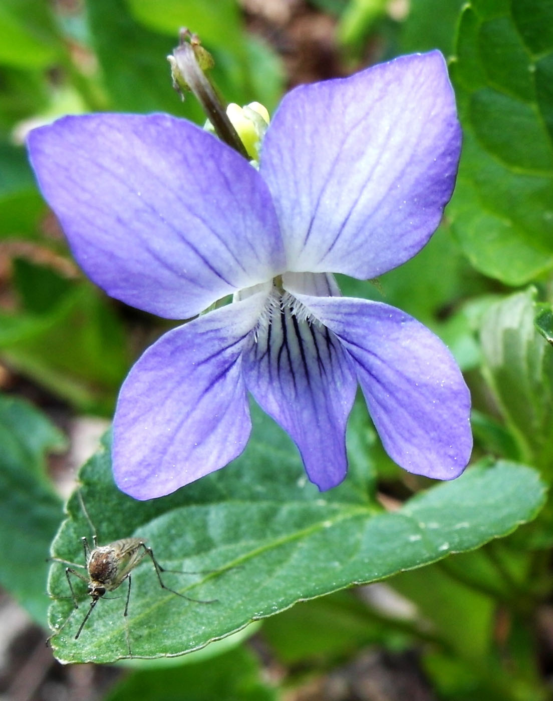 Image of genus Viola specimen.