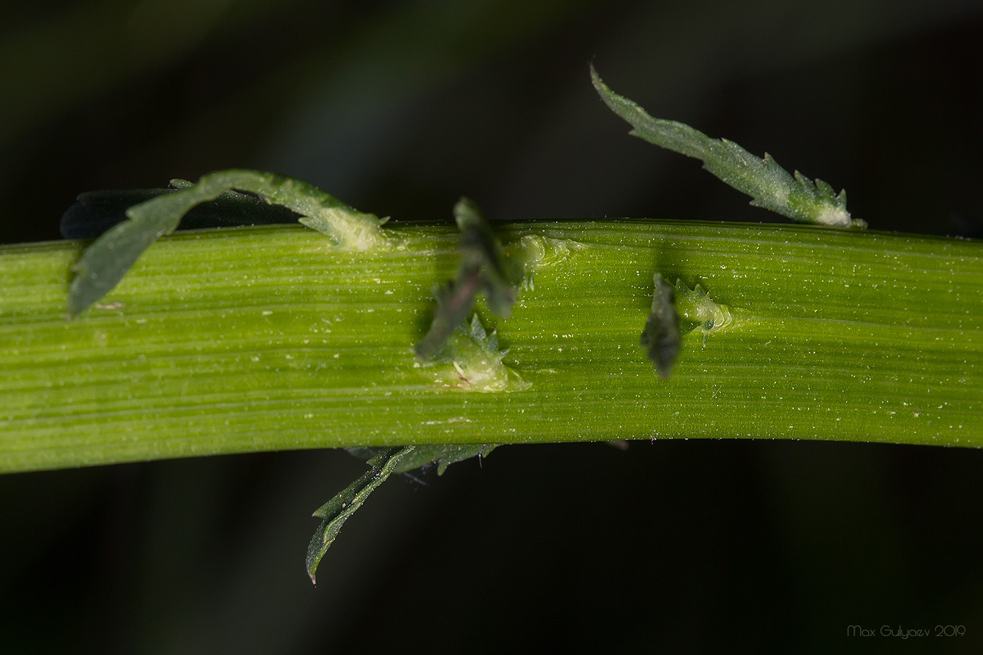 Image of Leucanthemum ircutianum specimen.