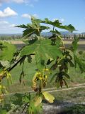 Acer pseudoplatanus. Ветвь с плодами. Крым, Севастополь, окр. ст. Инкерман-2. 7 июля 2010 г.