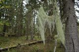 genus Usnea. Слоевище на сухой ветви ели, Карелия, Лахденпохский р-н, окр. пос. Ихала, хвойный лес 08.09.2019.