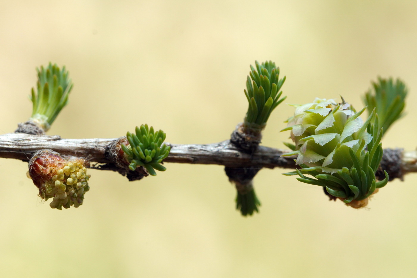 Image of Larix sibirica specimen.