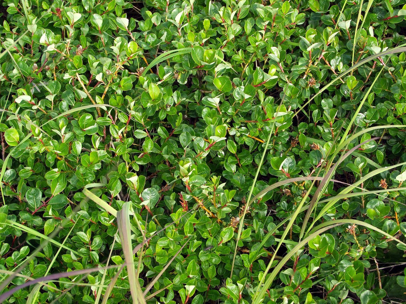 Image of Salix fuscescens specimen.