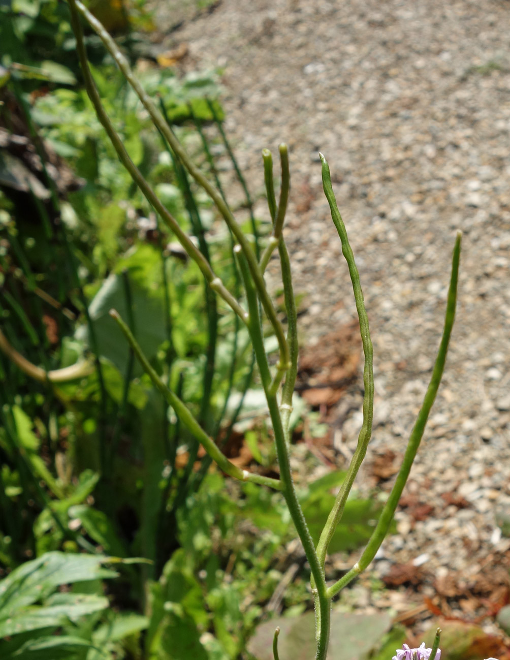 Image of Hesperis sibirica specimen.