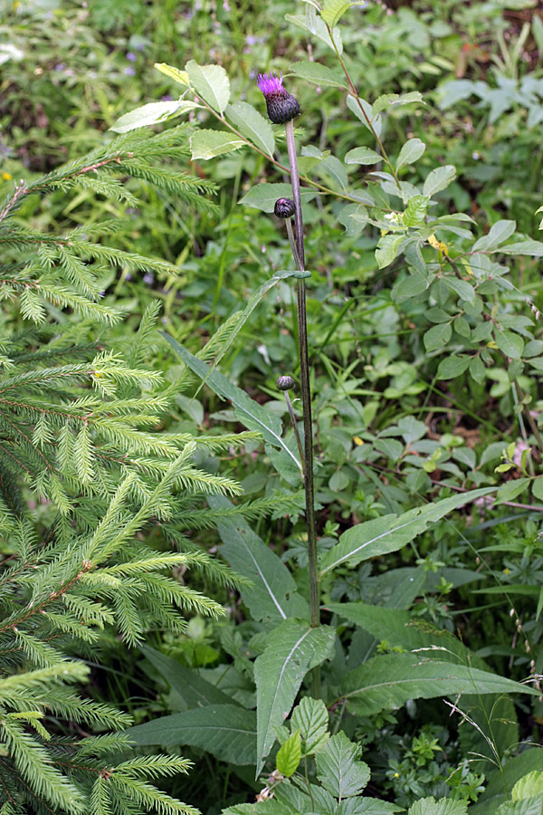 Image of Cirsium heterophyllum specimen.