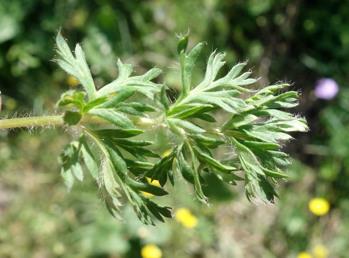 Image of Pulsatilla campanella specimen.