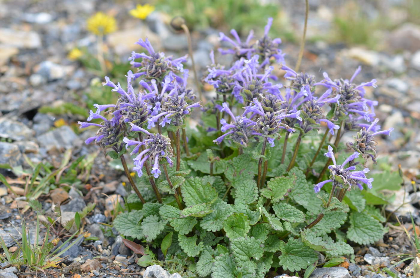 Image of Dracocephalum laniflorum specimen.