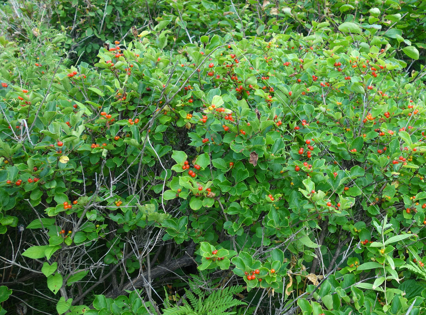 Image of genus Lonicera specimen.