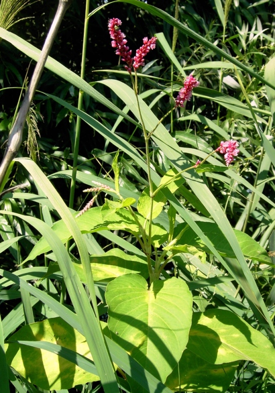 Image of Persicaria orientalis specimen.