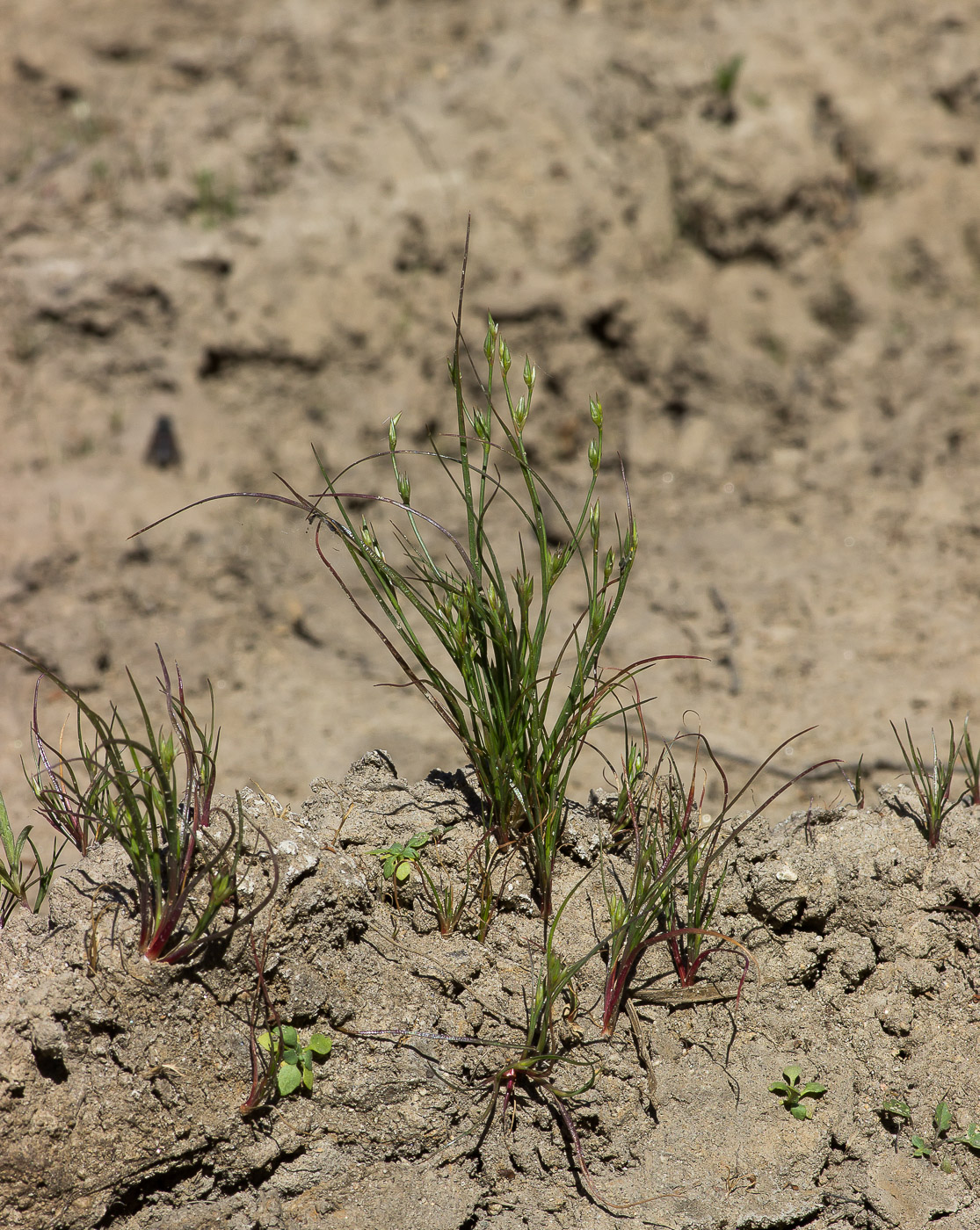 Image of Juncus nastanthus specimen.