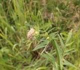 Valeriana officinalis. Верхушка бутонизирующего растения. Калужская обл., Боровский р-н, окр. дер. Сатино, луг на краю заброшенного и заросшего старого яблоневого сада. 3 июля 2020 г.