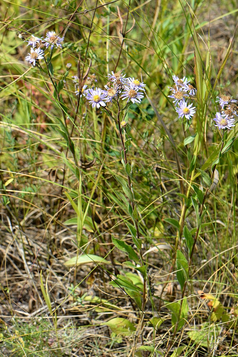 Image of Aster amellus specimen.