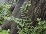 familia Woodsiaceae. Вайи. Санкт-Петербург, Ботанический сад БИН РАН, обочина дорожки вдоль пруда под пологом деревьев, в культуре. 10.09.2020.