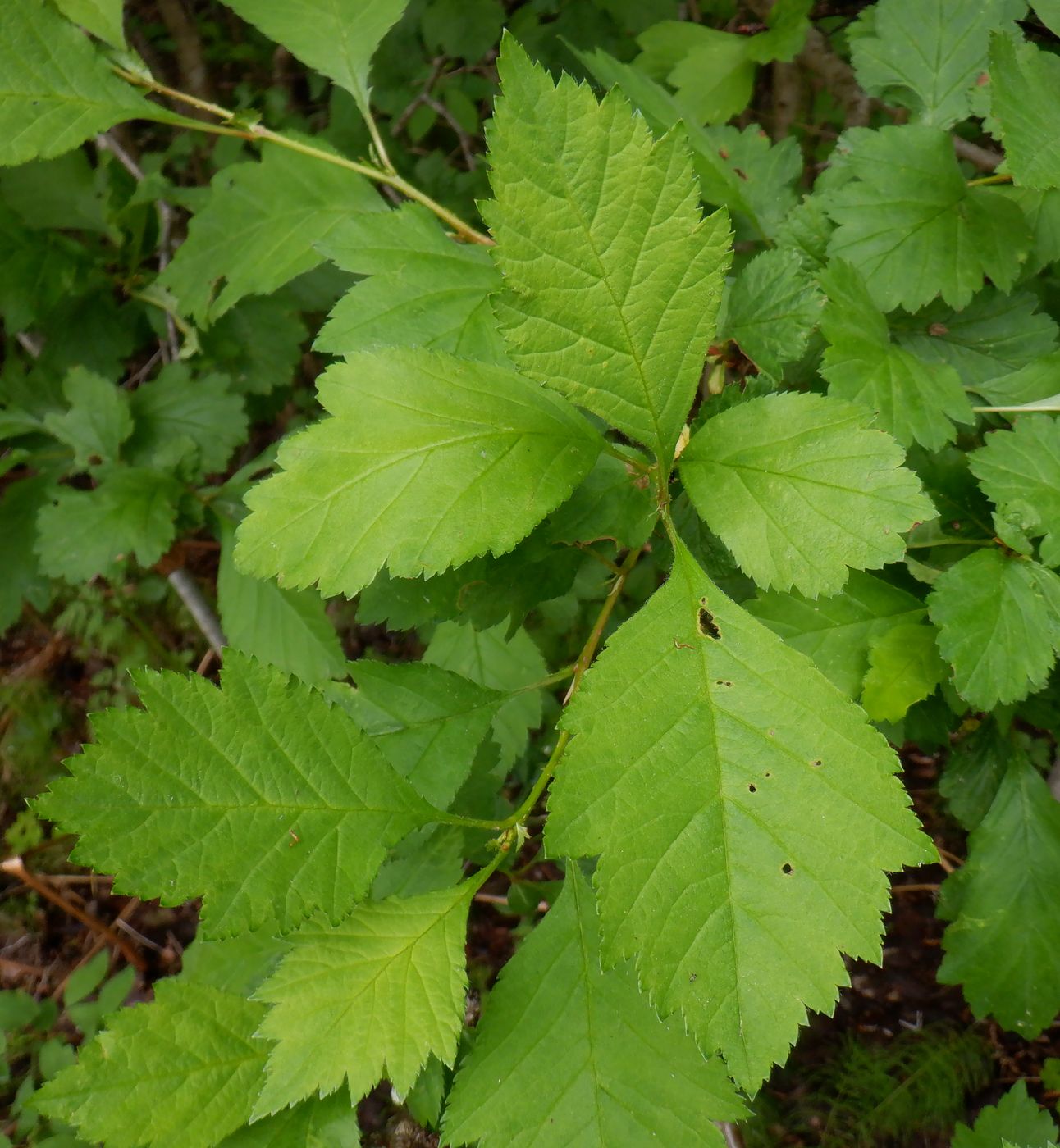 Image of Crataegus sanguinea specimen.