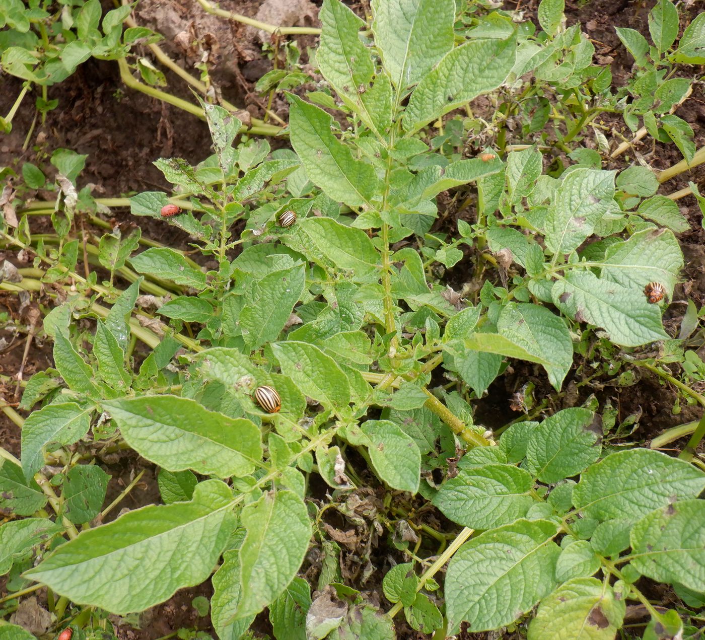 Изображение особи Solanum tuberosum.