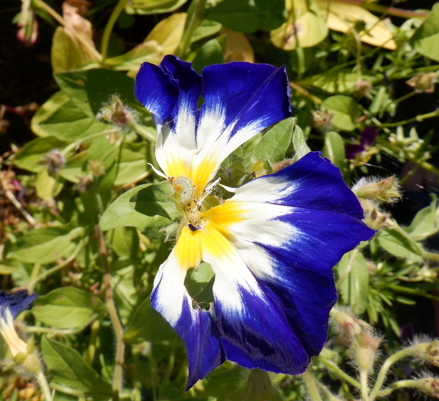 Image of Convolvulus tricolor specimen.