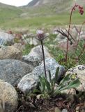 Erigeron uniflorus