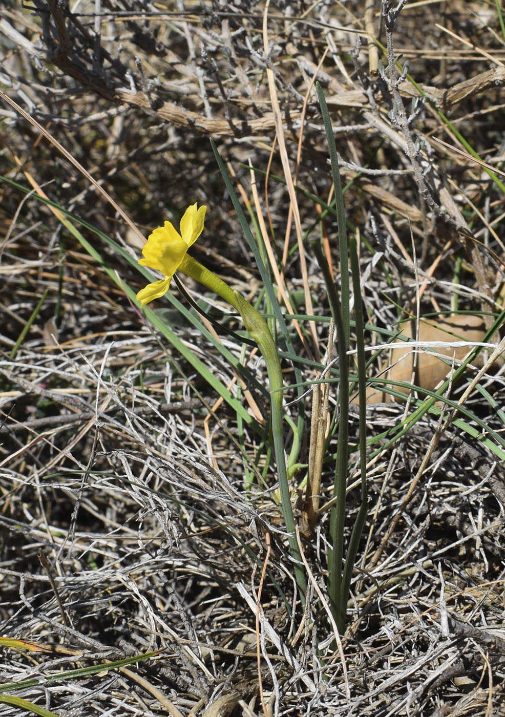 Image of Narcissus assoanus specimen.