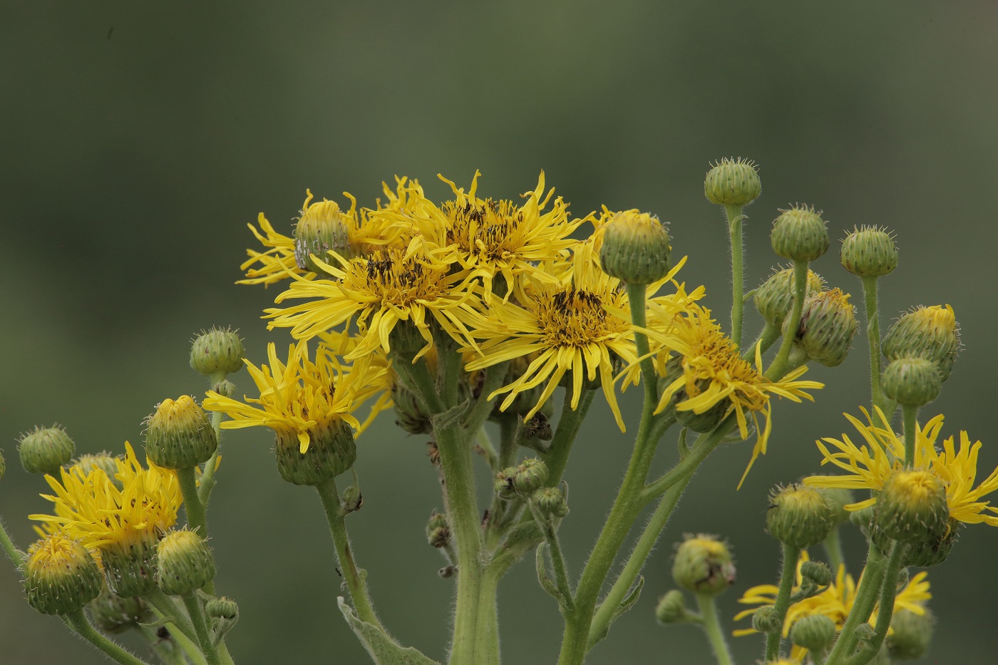 Изображение особи Inula macrophylla.