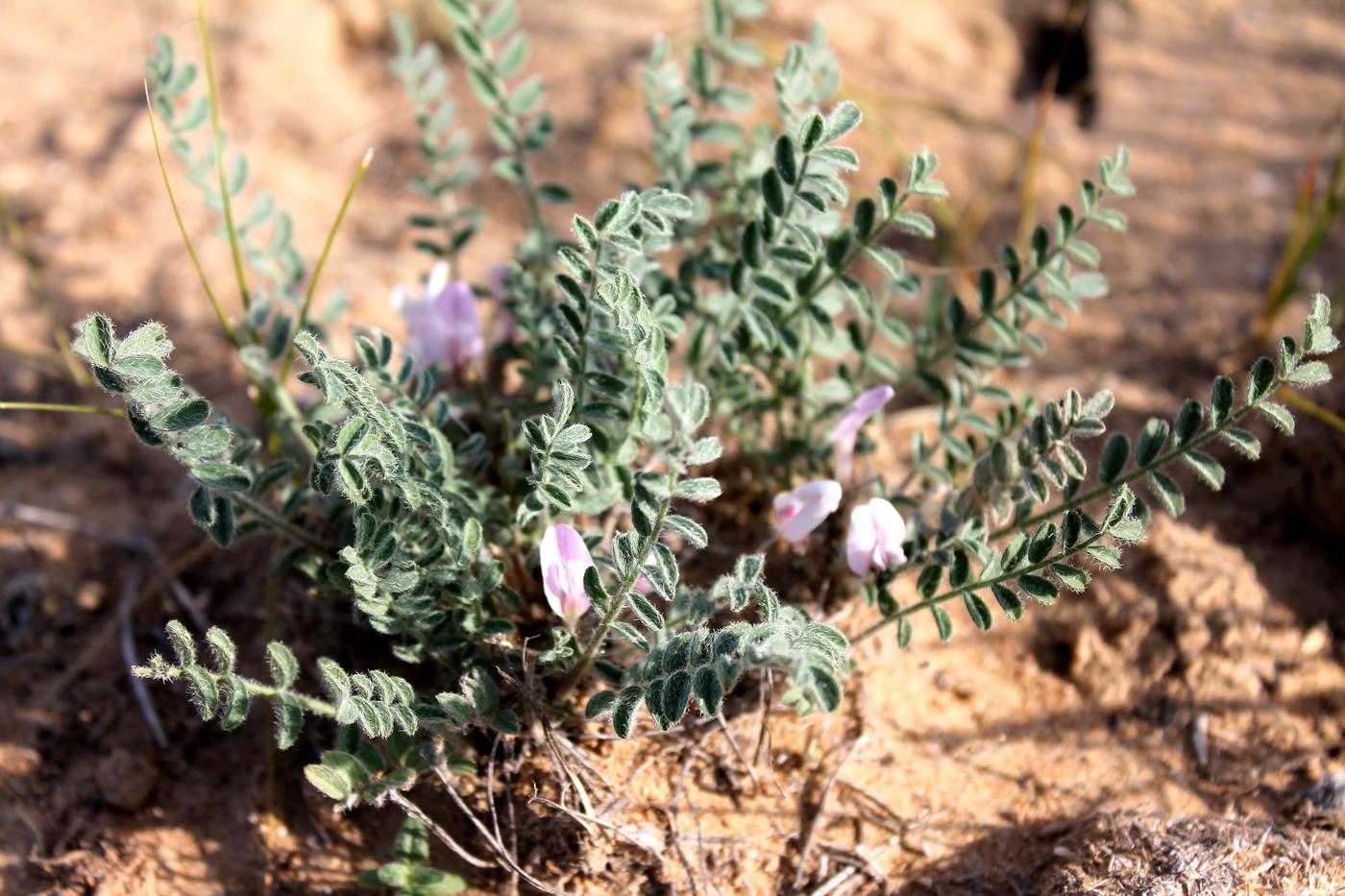 Image of Astragalus dolichophyllus specimen.