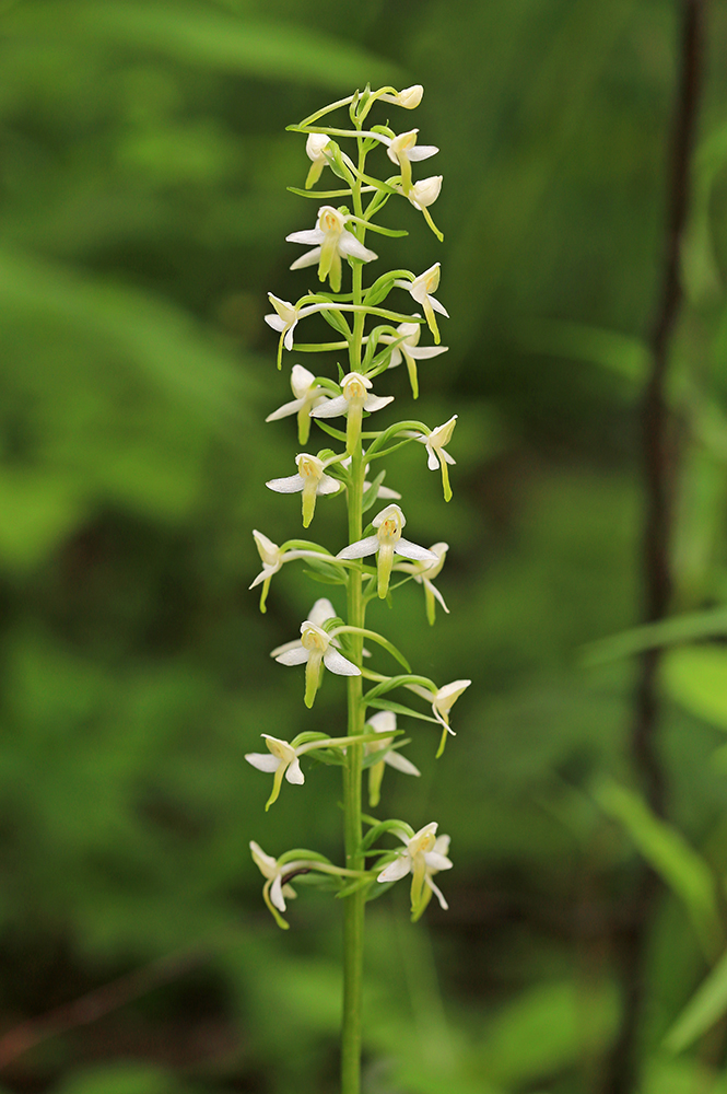 Изображение особи Platanthera metabifolia.