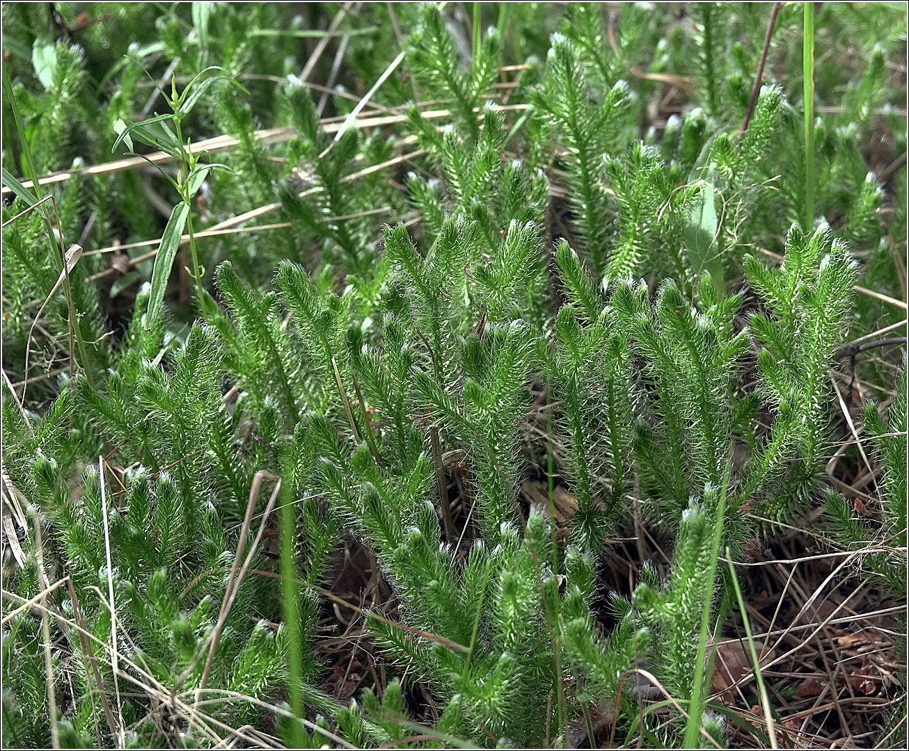 Image of Lycopodium clavatum specimen.