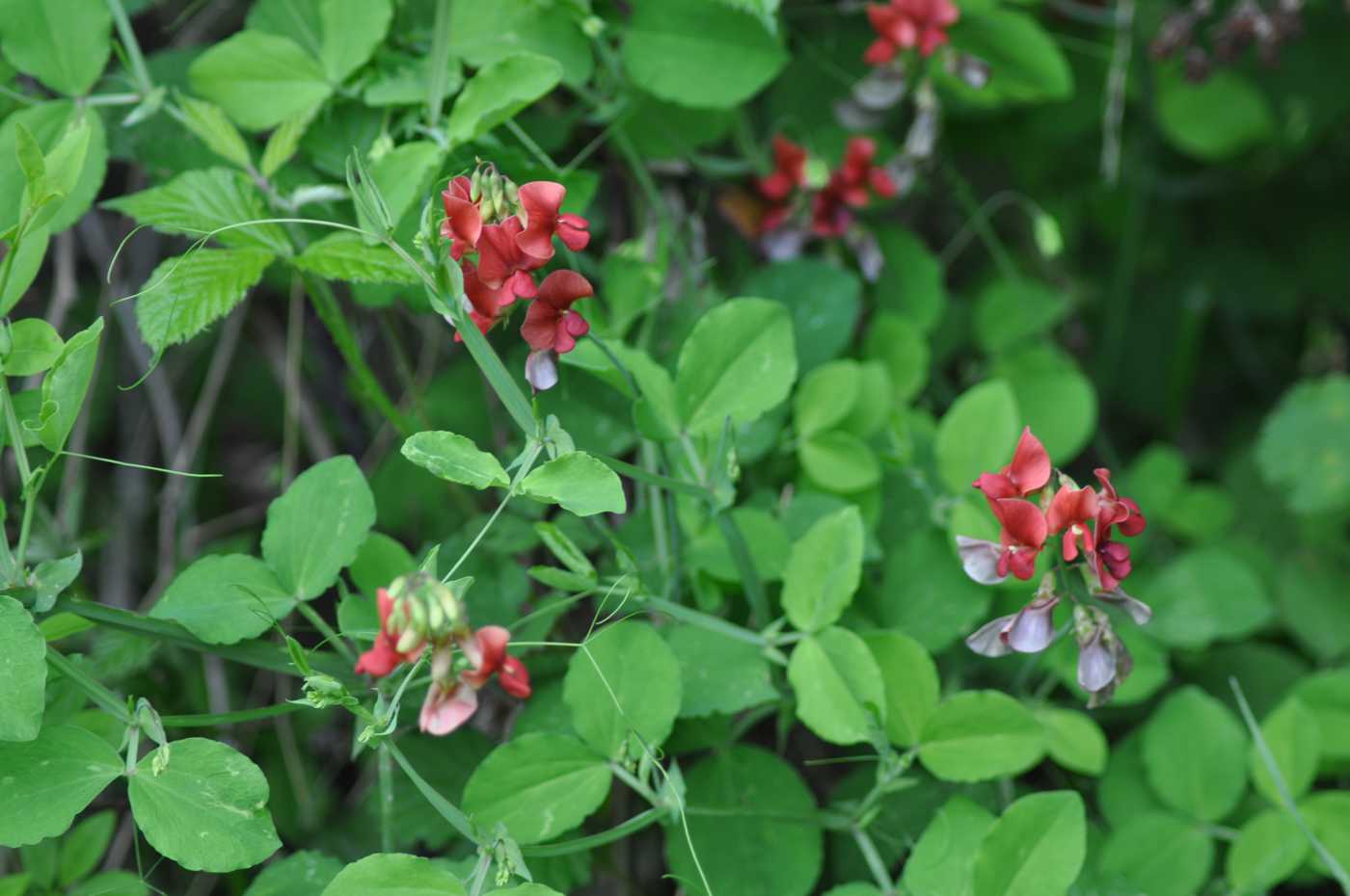 Image of Lathyrus miniatus specimen.