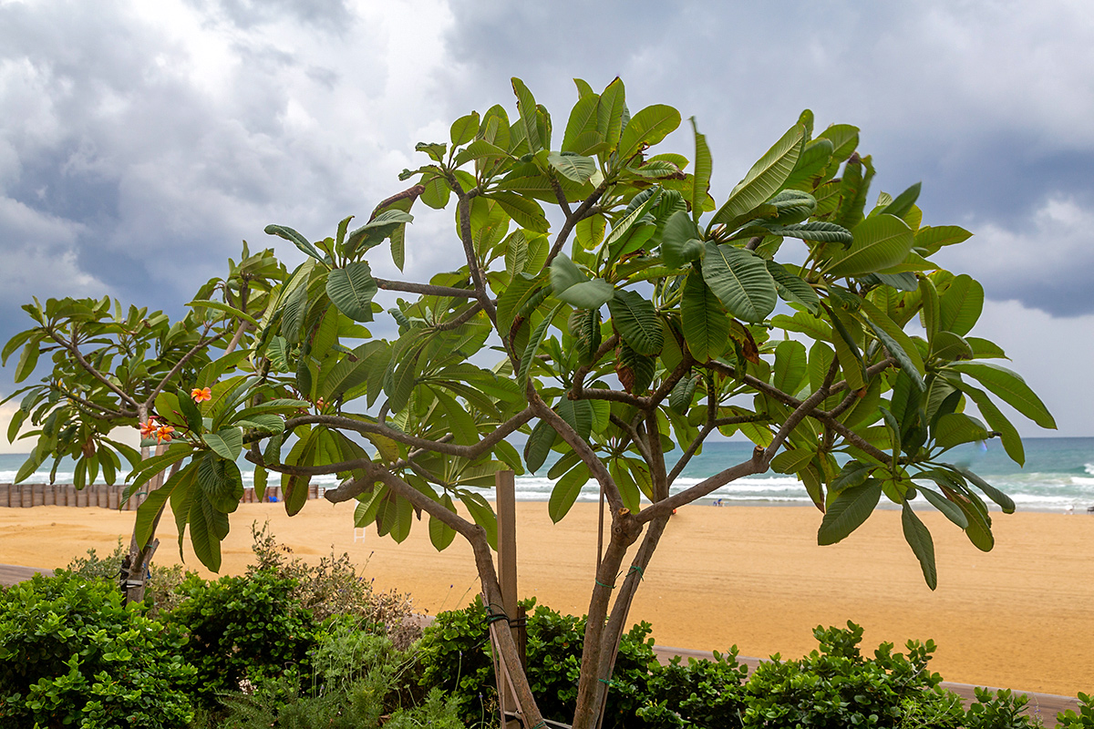 Image of Plumeria rubra specimen.