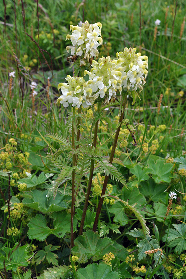 Image of Pedicularis compacta specimen.