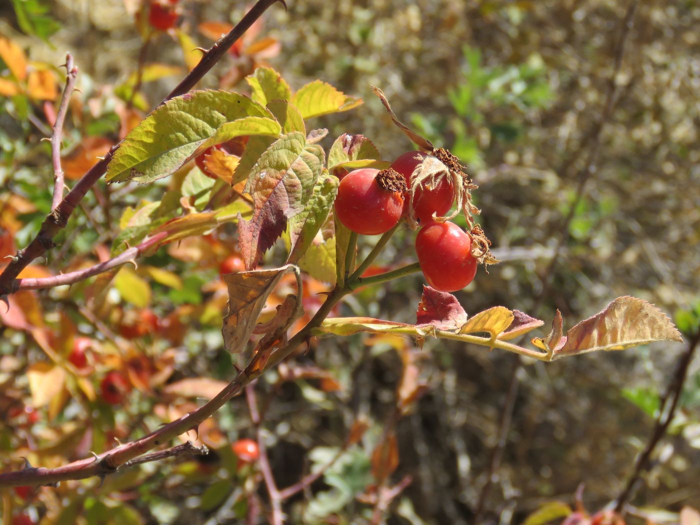 Image of Rosa arnoldii specimen.