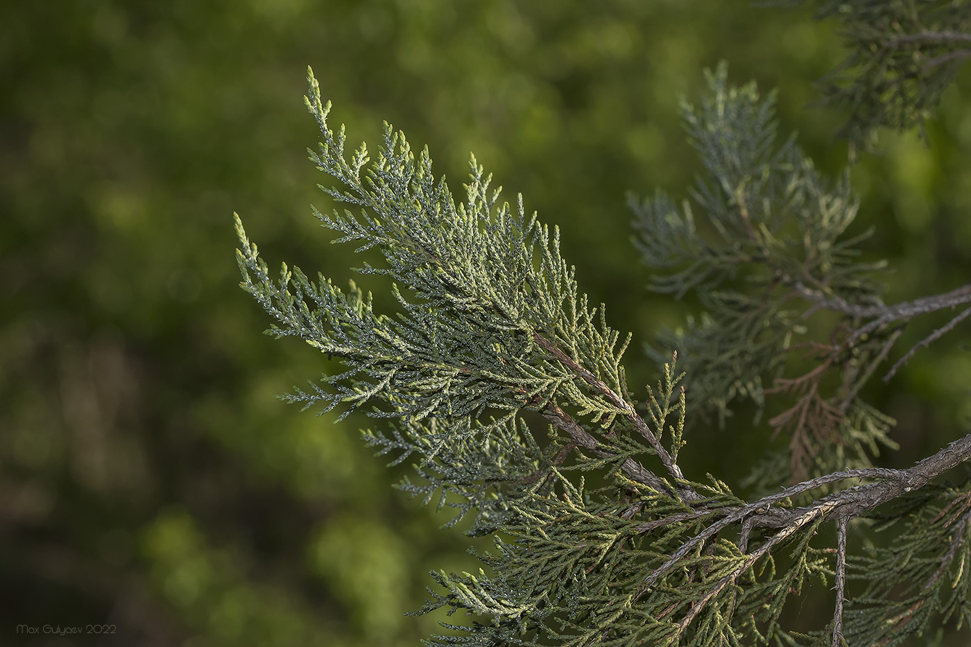 Изображение особи Juniperus excelsa.