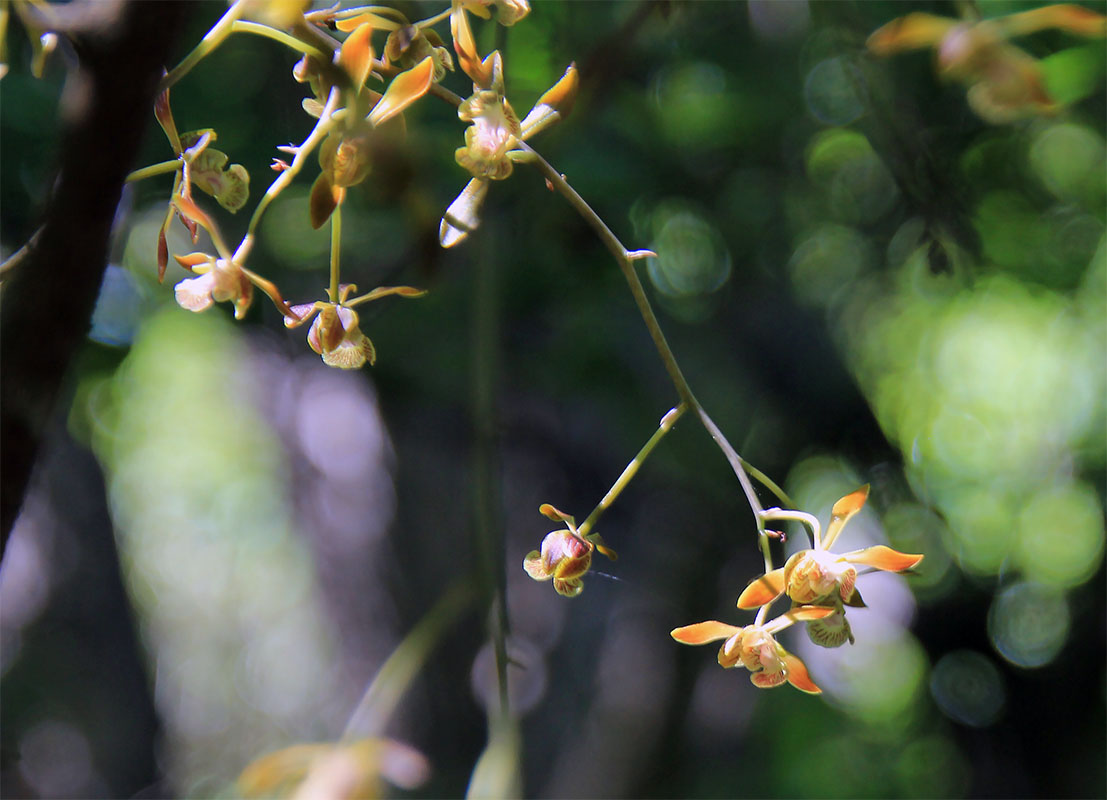 Изображение особи семейство Orchidaceae.