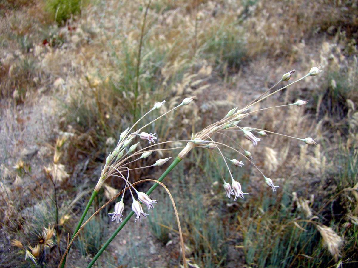 Изображение особи Allium margaritae.