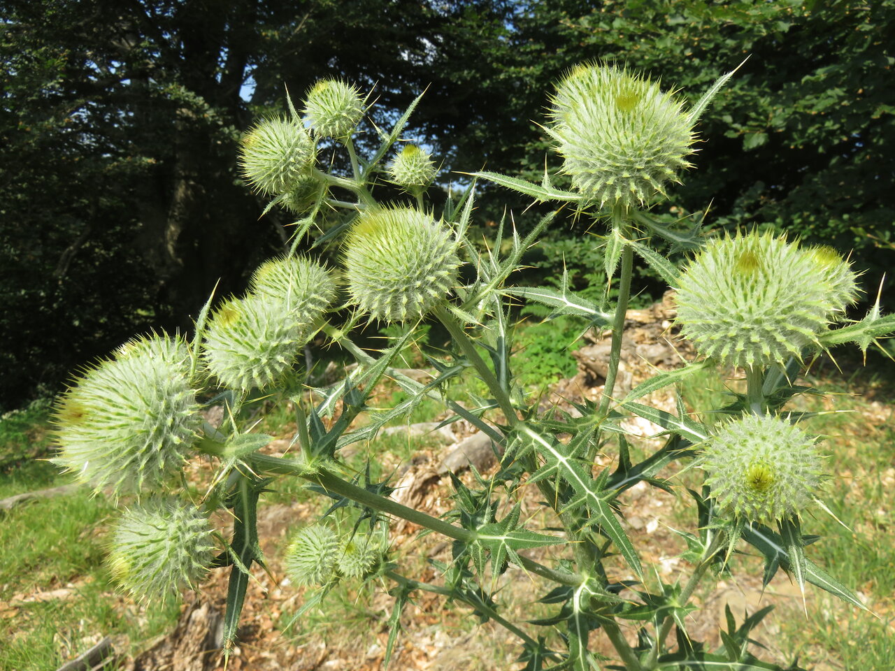 Image of Cirsium eriophorum specimen.