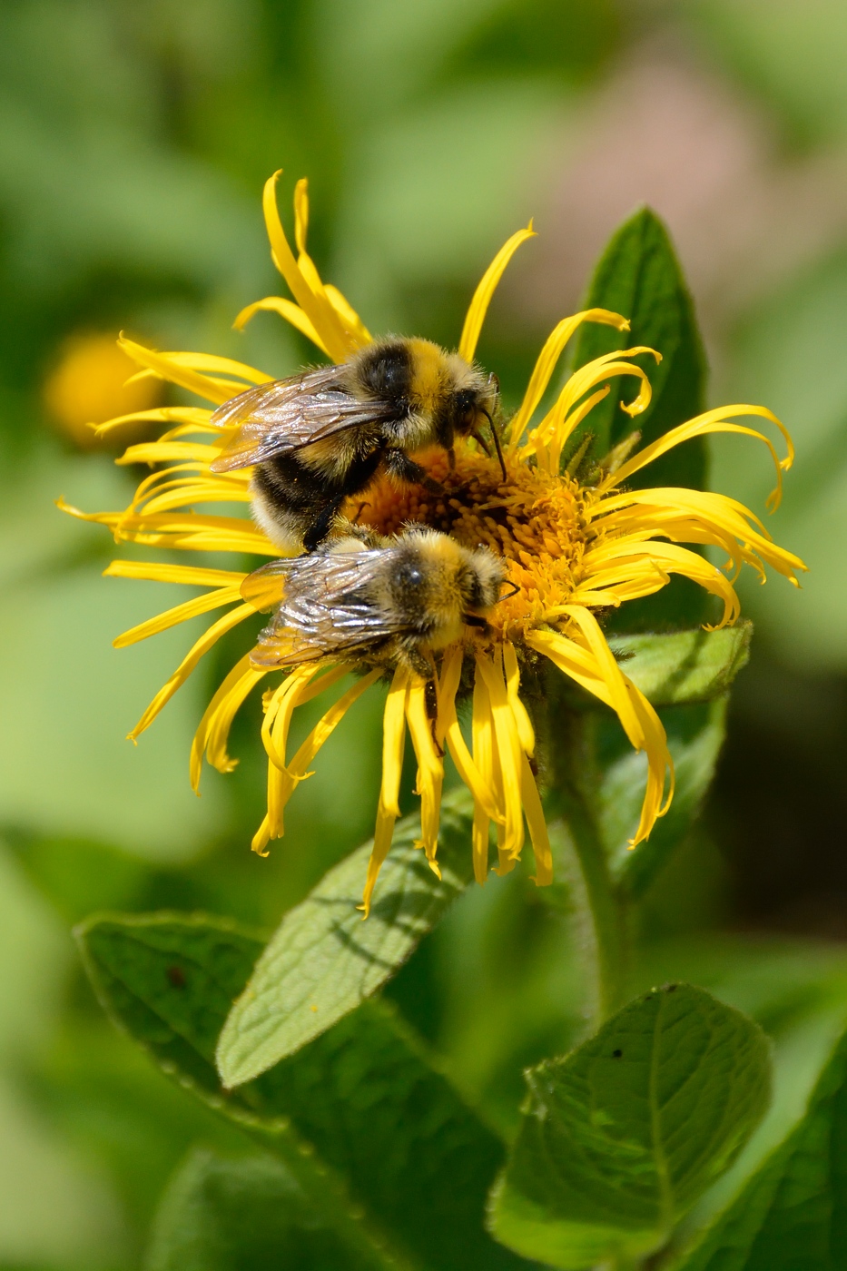 Изображение особи Inula orientalis.