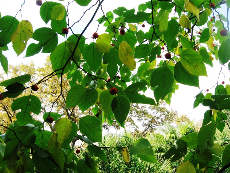 Image of Broussonetia papyrifera specimen.