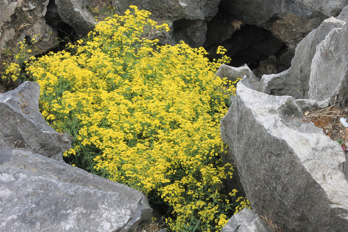 Image of familia Asteraceae specimen.