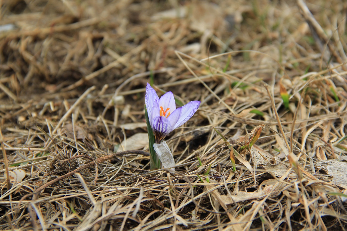 Image of Crocus tauricus specimen.