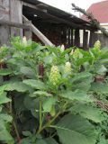 Phytolacca acinosa