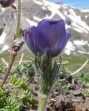 Pulsatilla violacea. Верхушка цветущего растения. Адыгея, Кавказский биосферный заповедник, хр. Каменное Море, юго-восточный склон горы Нагой-Кош, ≈ 2050 м н.у.м., задернованные скалы. 13.06.2016.