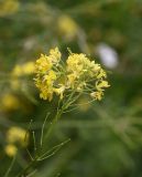 Sisymbrium loeselii. Соцветие с цветками и незрелыми плодами. Кабардино-Балкария, долина р. Баксан, между памятником первовосходителям на Эльбрус и водопадом на р. Курмычи, высота 1600 м н.у.м., луг. 24 июля 2022 г.